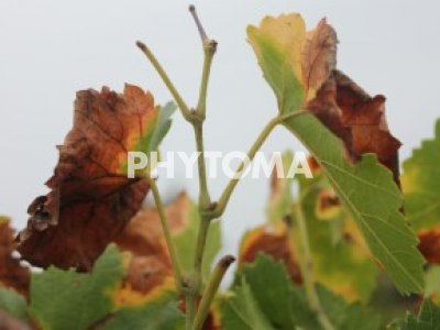 Xylella fastidiosa